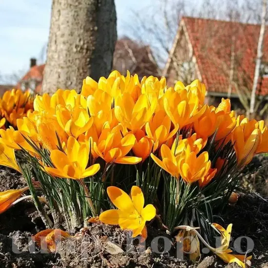 Bulbi Branduse Golden Yellow (Crocus) crocus golden yellow bulbi naturalizare gazon