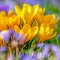 Bulbi Branduse Golden Yellow (Crocus)