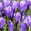 crocus grand maitre bulbi mari gradina 110x110