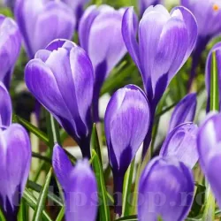 Bulbi Branduse Grand Maitre (Crocus) Bulbi Branduse Grand Maitre (Crocus)