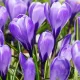 Bulbi Branduse Grand Maitre (Crocus) crocus grand maitre bulbi mari gradina