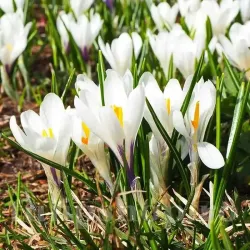 Bulbi Branduse Ice Queen (Crocus) Bulbi Branduse Ice Queen (Crocus)
