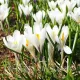 Bulbi Branduse Ice Queen (Crocus) crocus ice queen bulbi gradina exterior