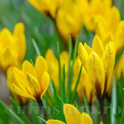 Bulbi Branduse Korolkowii (Crocus)