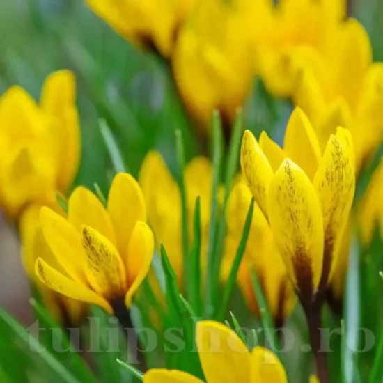 Bulbi Branduse Korolkowii (Crocus) crocus korolkovii bulbi branduse plantare toamna