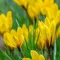 Bulbi Branduse Korolkowii (Crocus)