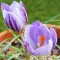 Bulbi Branduse Fontenayi (Crocus)