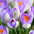 crocus large flowering whale shark bulbi branduse toamna 110x110