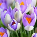 Bulbi Branduse Whale Shark (Crocus)