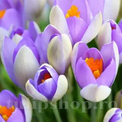 Bulbi Branduse Whale Shark (Crocus)