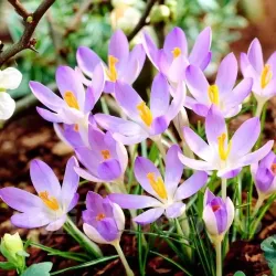 Bulbi Branduse Lilac Beauty (Crocus) Bulbi Branduse Lilac Beauty (Crocus)