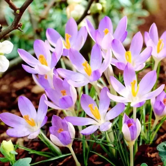 crocus lilac beauty bulbi naturalizare