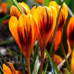Bulbi Branduse Orange Monarch (Crocus) Bulbi Branduse Orange Monarch (Crocus)