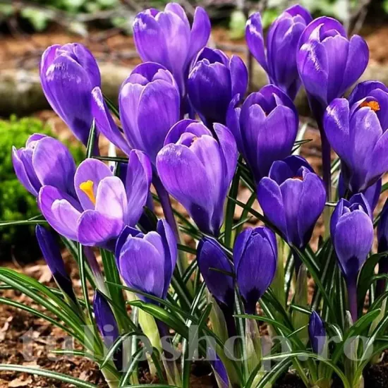Bulbi Branduse Remembrance (Crocus) crocus remembrance bulbi mari gradina