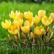crocus romance bulbi naturalizare exterior 110x110