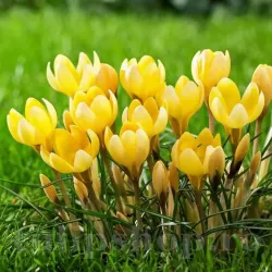 Bulbi Branduse Romance (Crocus) Bulbi Branduse Romance (Crocus)