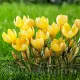 Bulbi Branduse Romance (Crocus) crocus romance bulbi naturalizare exterior