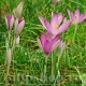 crocus roseus bulbi naturalizare exterior