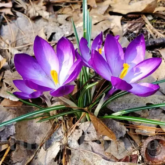 Bulbi Branduse Ruby Giant (Crocus) crocus ruby giant bulbi naturalizare gazon