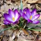 Bulbi Branduse Ruby Giant (Crocus) crocus ruby giant bulbi naturalizare gazon
