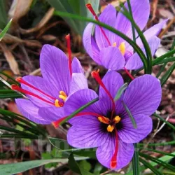 Bulbi Branduse Sativus Sofran (Crocus) Bulbi Branduse Sativus Sofran (Crocus)