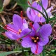 Bulbi Branduse Sativus Sofran (Crocus) crocus sativus bulbi condiment gradina