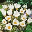 Bulbi Branduse Barr's White (Crocus) crocus sieberi barrs white bulbi branduse timpurii 110x110