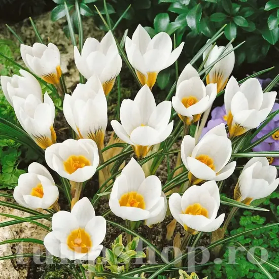 Bulbi Branduse Barr's White (Crocus) crocus sieberi barrs white bulbi branduse timpurii