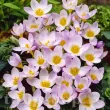 crocus sieberi firefly bulbi branduse roz violet 110x110