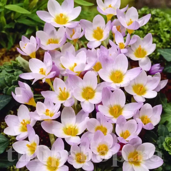 crocus sieberi firefly bulbi branduse roz violet