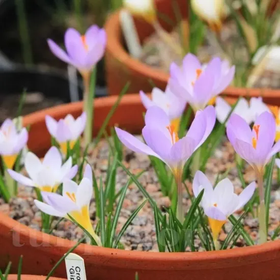 Bulbi Branduse Sieberi Firefly (Crocus) crocus sieberi firefly bulbi naturalizare