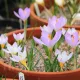Bulbi Branduse Sieberi Firefly (Crocus) crocus sieberi firefly bulbi naturalizare