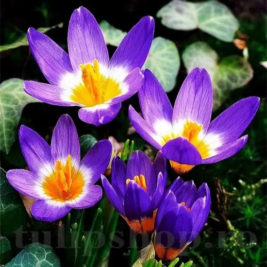 crocus sieberi tricolor bulbi gradina