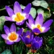 crocus sieberi tricolor bulbi gradina