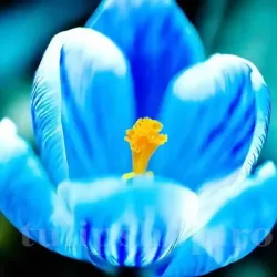 Bulbi Branduse Sky Blue (Crocus) Bulbi Branduse Sky Blue (Crocus)