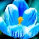 Bulbi Branduse Sky Blue (Crocus) crocus sky blue bulbi naturalizare exterior