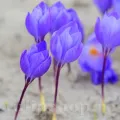 Bulbi Branduse Oxonian (Crocus)