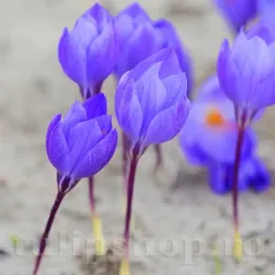 Bulbi Branduse Oxonian (Crocus)