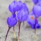 Bulbi Branduse Oxonian (Crocus)