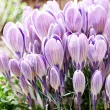 Bulbi Branduse Striped Bird (Crocus) crocus striped bird bulbi naturalizare exterior 110x110