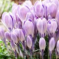 Bulbi Branduse Striped Bird (Crocus)
