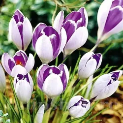 Bulbi Branduse Vanguard (Crocus) Bulbi Branduse Vanguard (Crocus)