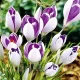 crocus vanguard bulbi naturalizare exterior