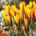 Bulbi Branduse Angustiflolius (Crocus)
