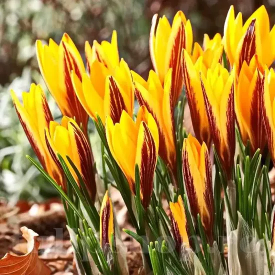 Bulbi Branduse Angustiflolius (Crocus) floare brandusa angustifolius galben auriu