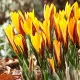 Bulbi Branduse Angustiflolius (Crocus) floare brandusa angustifolius galben auriu