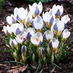 Bulbi Branduse Blue Bird (Crocus) Bulbi Branduse Blue Bird (Crocus)