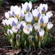 floare brandusa blue bird alb albastru