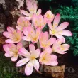 floare brandusa cilicium roz lila 110x110