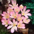 Bulbi Branduse Cilicicum (Colchicum)